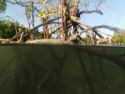 MS Shot of Mangrove tree emerging from estuary with submerged prop roots / Pemba, Cabo Delgado, Mozambique Stock Footage