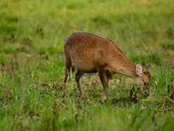 HD:Wildlife Sanctuary with Goitered Gazelle Stock Footage