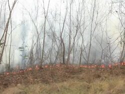 Forest fire Stock Footage