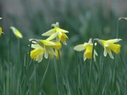 Daffodils Flowering in Long Grass News Clip