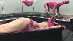 Synthetic Dogs to be Used in Vet Training News Clip