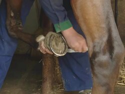 HD: Cleaning Horse's Hoof Stock Footage