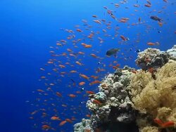 Coral And Fish Stock Footage