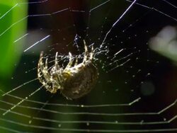 WS Orb-Weaving Spider  Stock Footage