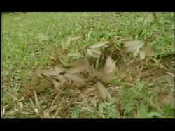 Winged and non winged Termites emerging from hole in ground, low angle medium wide, Nagarahole, India Stock Footage