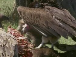 CU ZI ZO Vultures eating dead animal / Tanzania Stock Footage