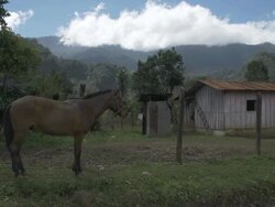 Horse leashed in farm Stock Footage