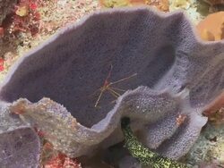 MS Arrow crab in vase sponge / Playa del Carmen, Isla Mujeres, Mexico Stock Footage