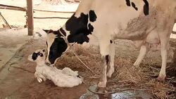 Cow cleaning her newborn with Zoom in Technique Stock Footage