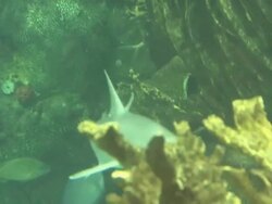 Shark in green water - HD 1080/30F Stock Footage