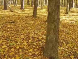 HD DOLLY: Beautiful Autumn Forest Stock Footage