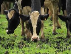 Feeding Cattle Stock Footage