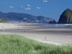 Seagulls at Cannon Beach OR Stock Footage