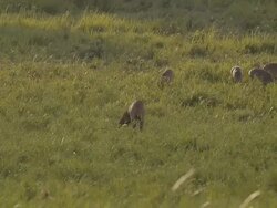 male deer dig for relax in morning Stock Footage