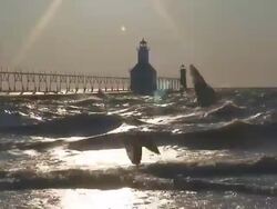 Gulls Flying in Front of Lighthouse Stock Footage
