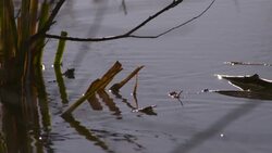 Frosty early morning by lake, rural France Stock Footage