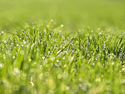 HD SUPER SLOW MOTION: Dew Sparkling On Green Grass Stock Footage