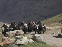 Pull Back Shot Yaks Walking Lhasa Tibet China Stock Footage