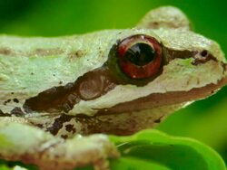 Pacific Tree frog Close up Stock Footage