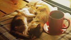 two Cat sleeping with hot coffee cup Stock Footage