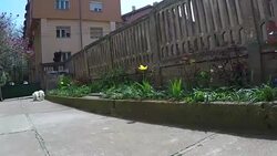 Cute little bichon frise enjoy outdoor Stock Footage