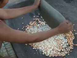 Woman grinding grain by hand, village of Mapajo inhabited by the tribe of Mosetenes, Bolivia, Amazon Stock Footage