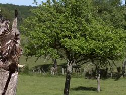 MS SLO MO Owl taking off from tree trunk / Vieux Pont, Normandy, France Stock Footage