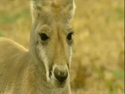 CU tilt up body to face of Grey kangaroo, looking around Stock Footage