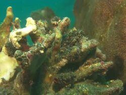 Frogfish, on slope against coral, close up. Indonesia  Stock Footage