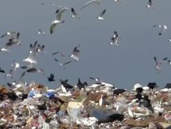 Birds Swarming Over A Landfill Stock Footage