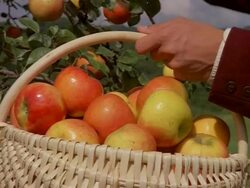 Picking apples from tree into basket Stock Footage