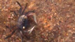 River crab walks into lagoon Stock Footage