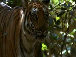 MCU Bengal tiger, standing alert, India Stock Footage