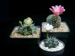 Cactus flowers blooming timelapse Stock Footage