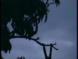 MS Silhouetted Woolly monkeys playing on branches at dusk, South America Stock Footage