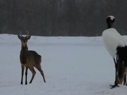 MS Ezo sika deers and Red crowned Cranes in snow fall / Kushiro, Japan Stock Footage