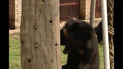 Moon Bear Sanctuary in China News Clip