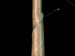 Leaf Curling Spider at Night,rolled-up leaf-nest attached to branch, Australia Stock Footage