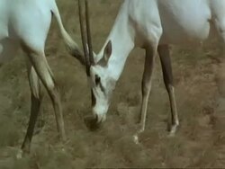 MS Arabian Oryx, Oryx leucoryx, grazing, wild in Jiddat al Harasis desert, Oman Stock Footage