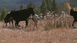 Cattle running in a straight line in slow motion Stock Footage