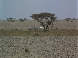 WA Arabian Oryx, Oryx leucoryx, herd in shade of tree in heat haze, Jiddat al Harasis desert, Oman Stock Footage