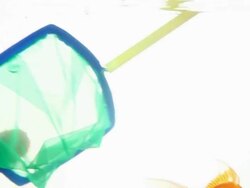 Goldfish being caught Stock Footage