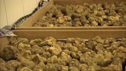 Vats store truffles. Stock Footage