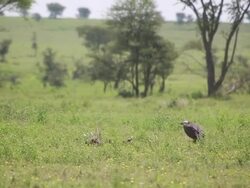 Vulture On Ground, Walking Stock Footage