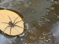 Spider on dry leaves Stock Footage