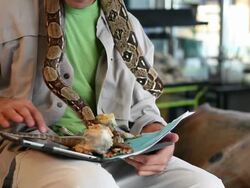 MS Pet shop owner working on his tablet and holding his reptiles / Santa Fe, New Mexico, United States Stock Footage