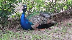 Peacock Stock Footage