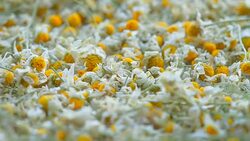 flowers of dried camomile Stock Footage