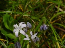 T/L Spring Squill (Scilla verna) top shot, coastal flower in the UK Stock Footage
