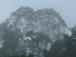 Misty tree tops, Orangutans (Pongo pygmaeus) swinging through, Danum Valley, Sabah, Malaysia, Borneo Stock Footage